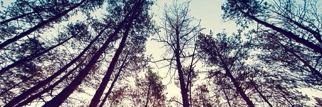 _Allison_Miller's profile banner image