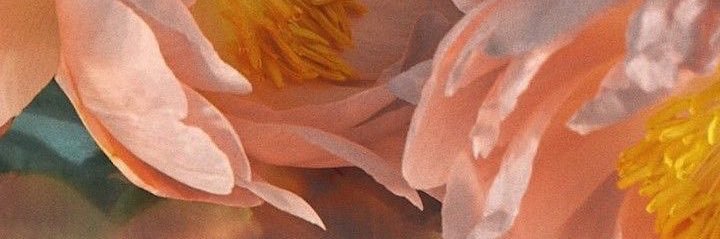 carolina banner