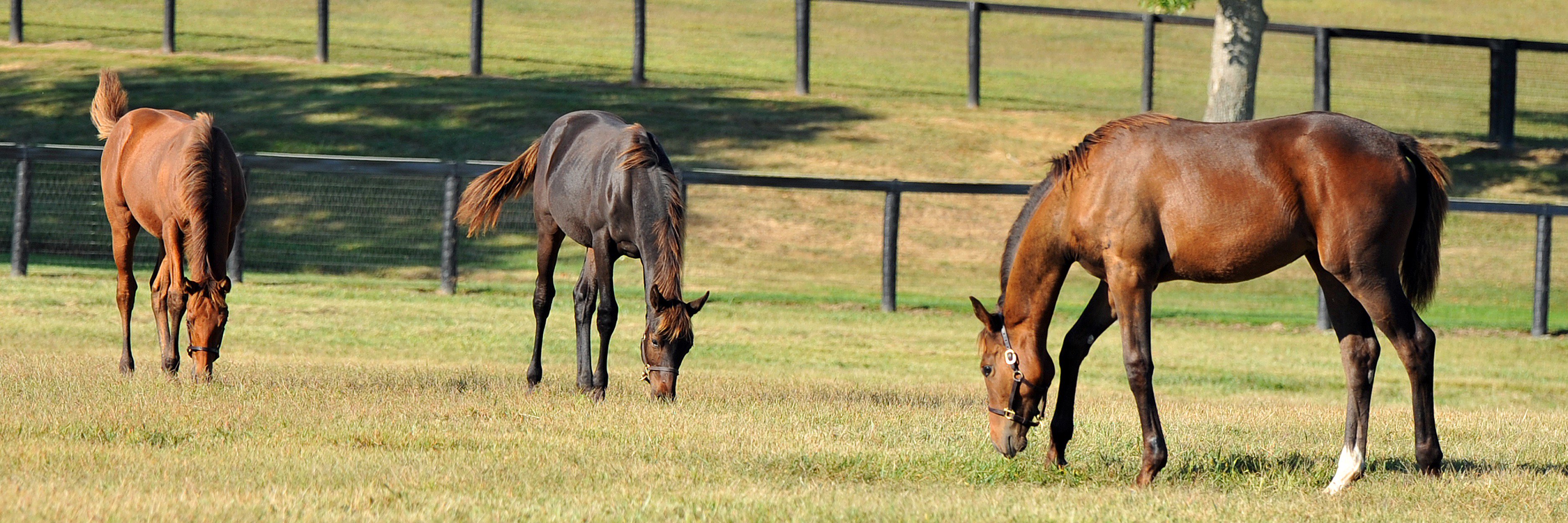 Town & Country Farms banner