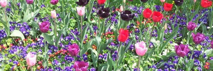 🍏Sallyumquin🍏💚 ❤️💛💜 banner