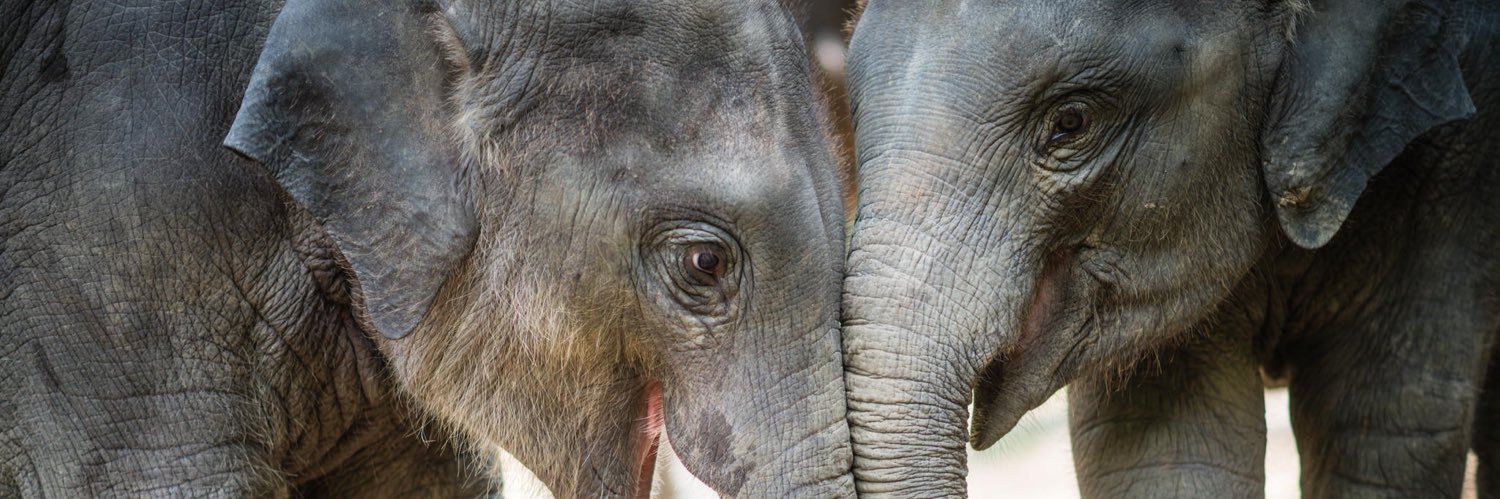 🌱The Sentient Animal🌱 banner