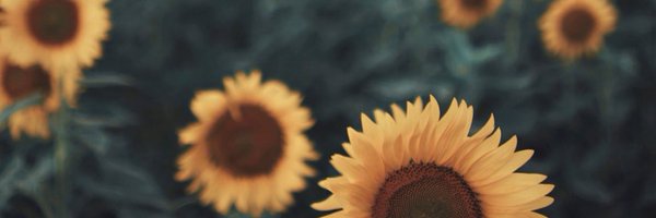 Primmm_tr Profile Banner