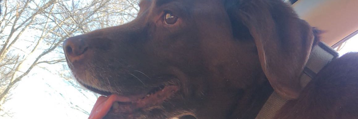 depigott13's profile banner image