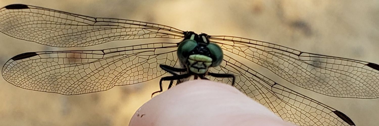 tdragonfly's profile banner image