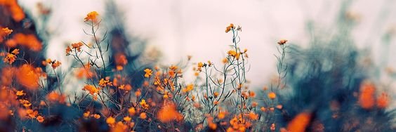 emilie_a_olson's profile banner image