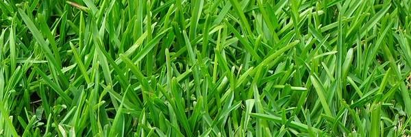 GoatUserStories Profile Banner