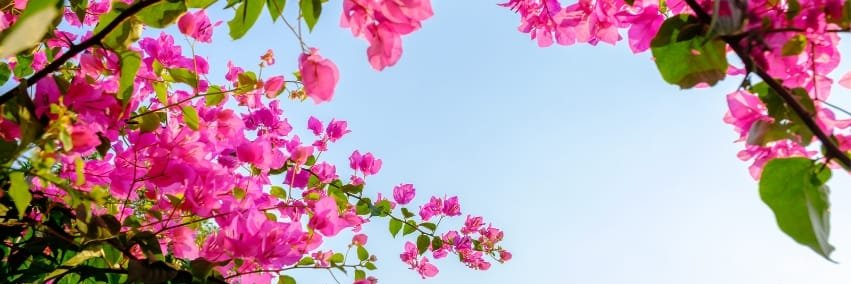 majointriago's profile banner image