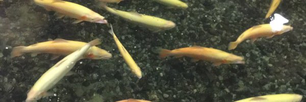 ilovecats46 Profile Banner