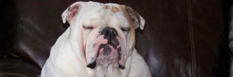 Gertie the Bulldog banner