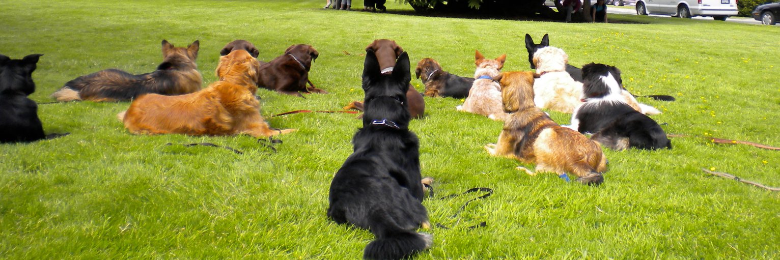 wooftips's profile banner image