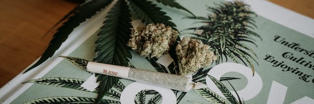 WeedRepublic_'s profile banner image