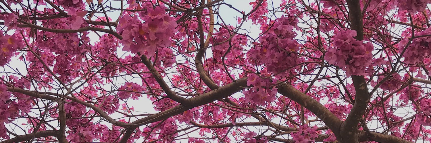 candelirio111's profile banner image