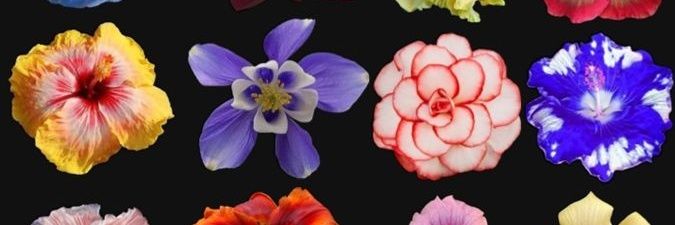 ArrobaBubu's profile banner image