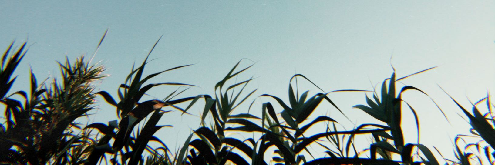 Manudaglio's profile banner image