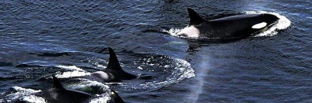 orca1342566's profile banner image