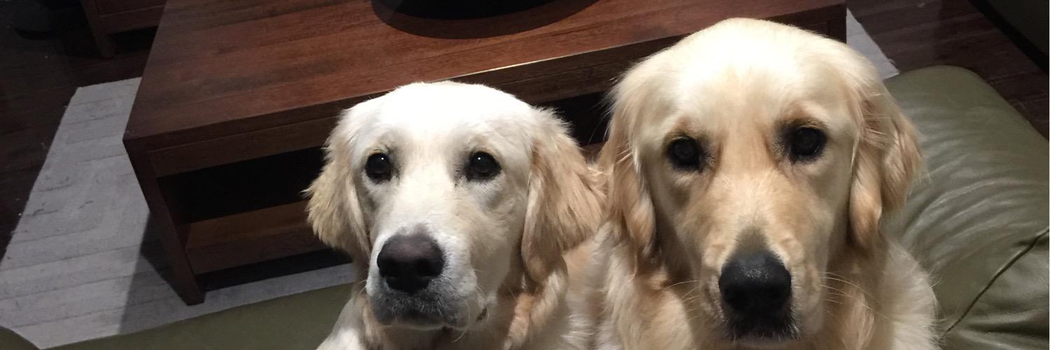 BaileyandCooper's profile banner image