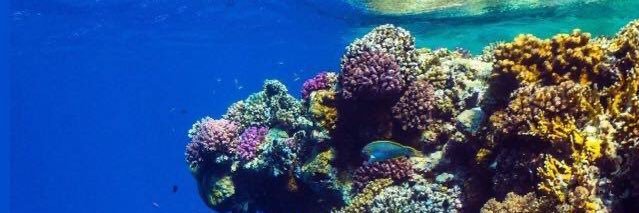 diver_raed's profile banner image