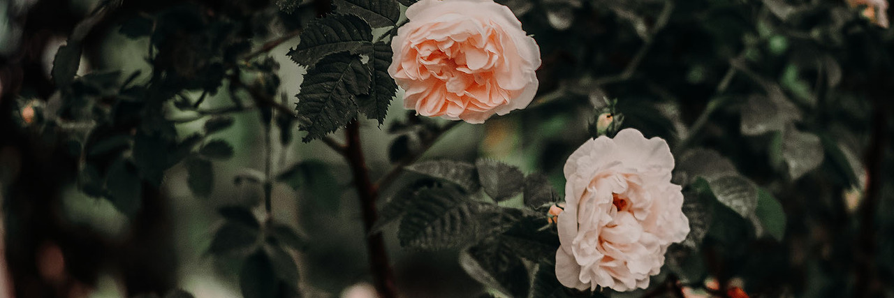 Malory Van Guilder banner