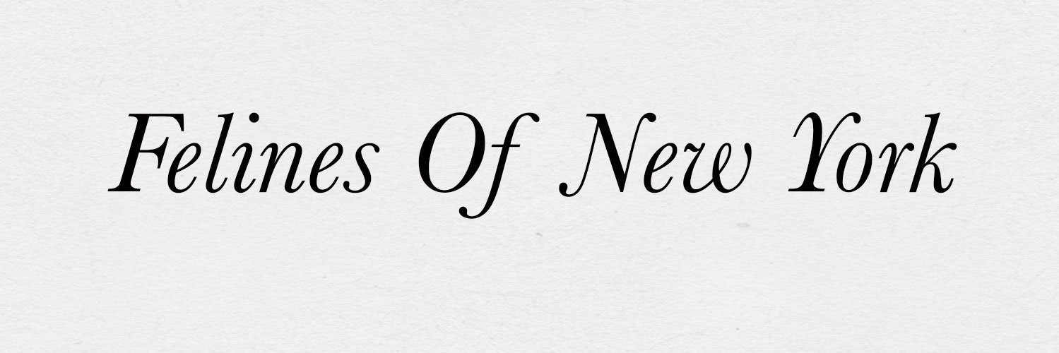 felinesofny's profile banner image