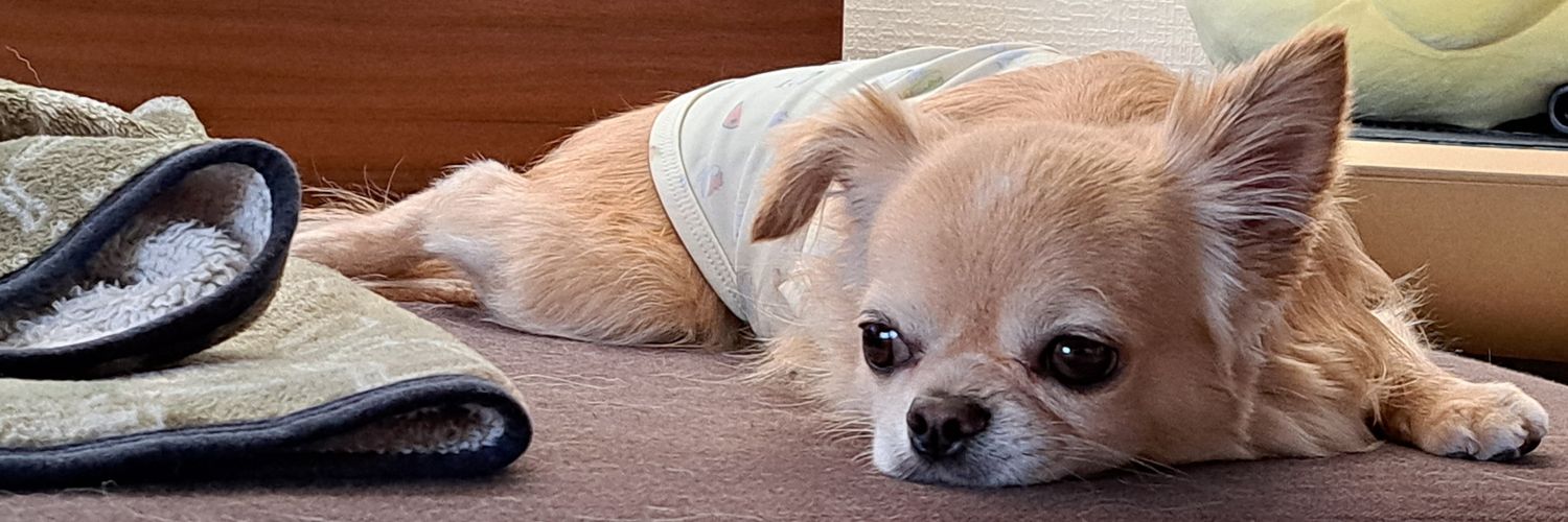 yumegu31's profile banner image
