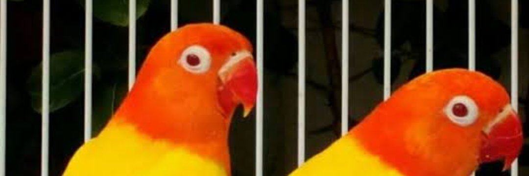 slowlyryan's profile banner image