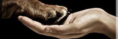 AyudaAnimalPyG's profile banner image