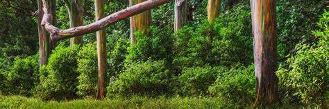 Farioto_'s profile banner image