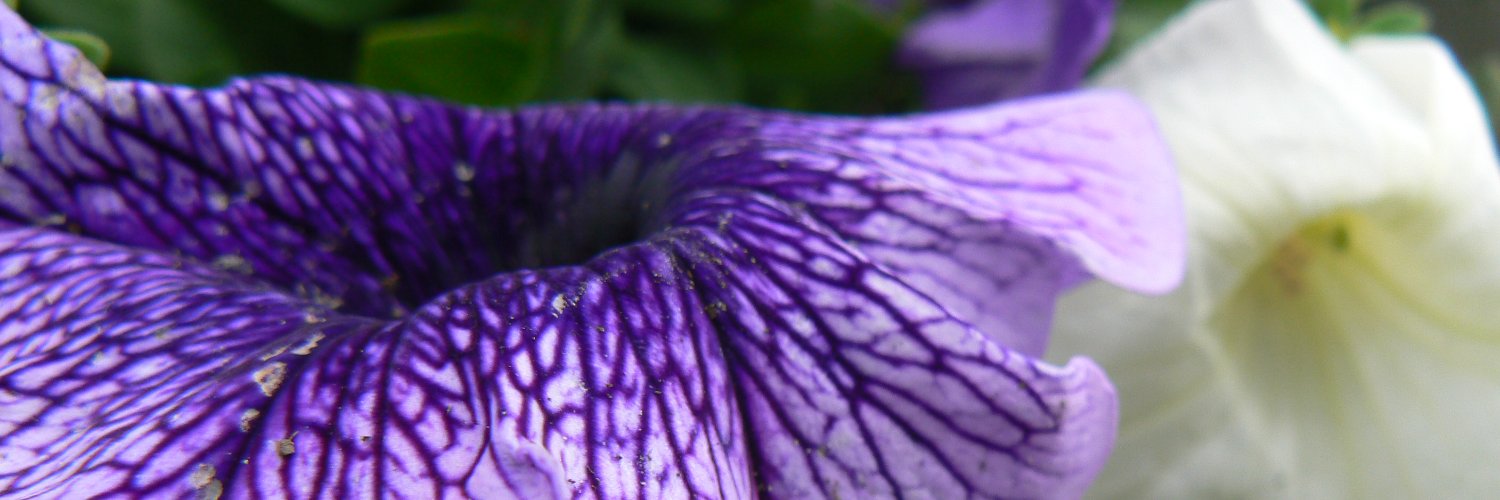 GenniDavis's profile banner image