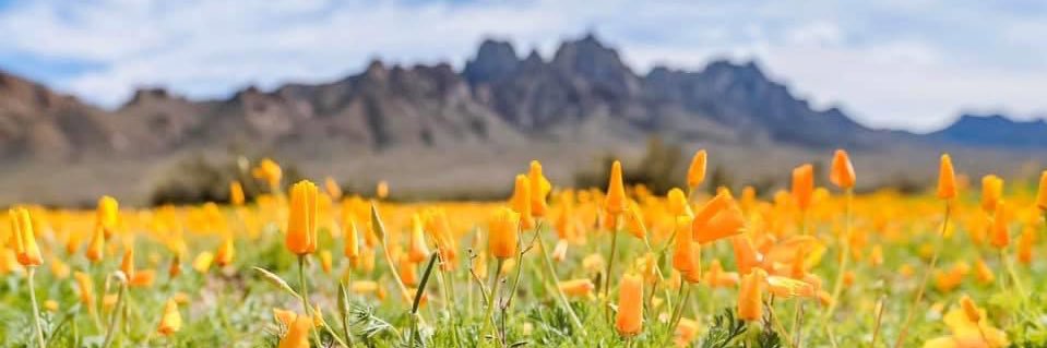 Sparkles💕🥰🤩🎊📚 banner