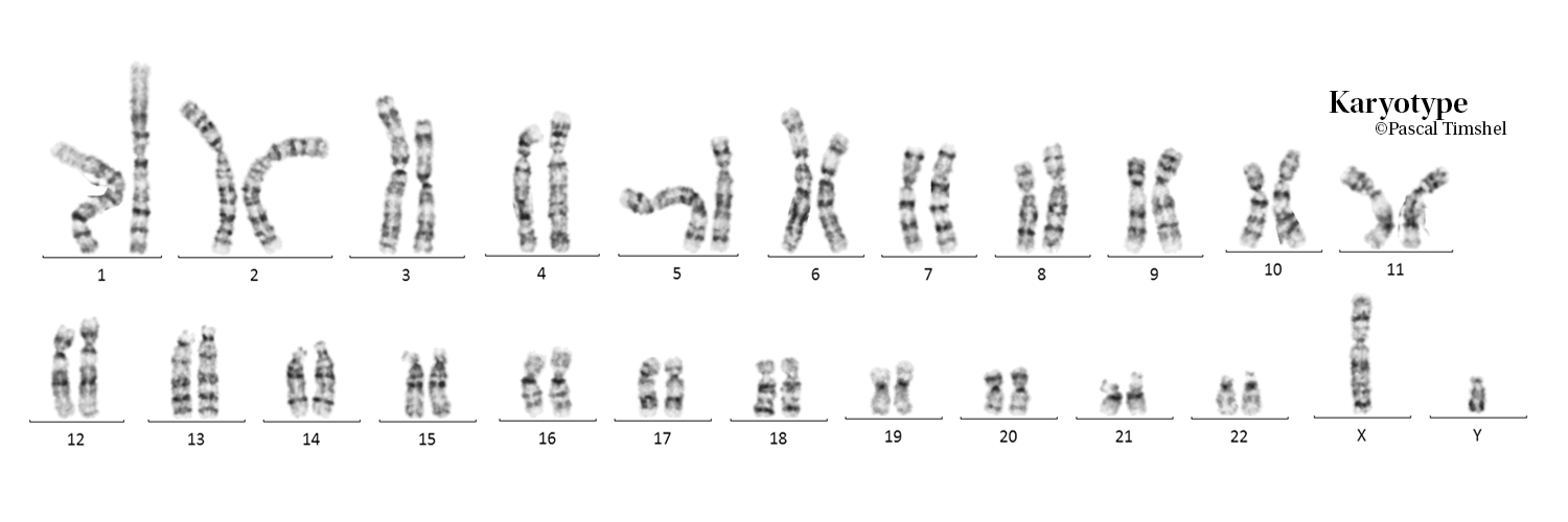 Pascal N. Timshel banner