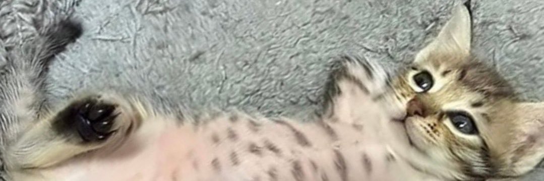 g banner