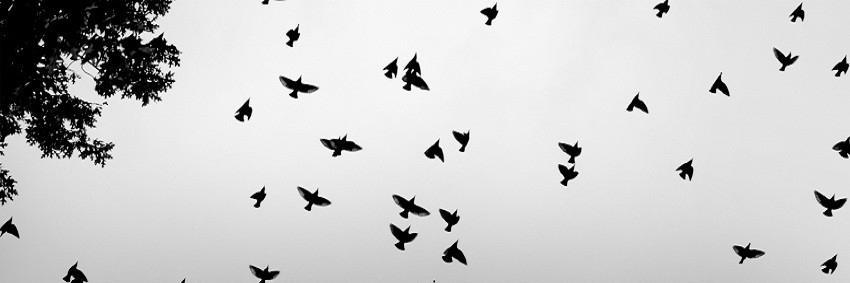 emellsahn's profile banner image
