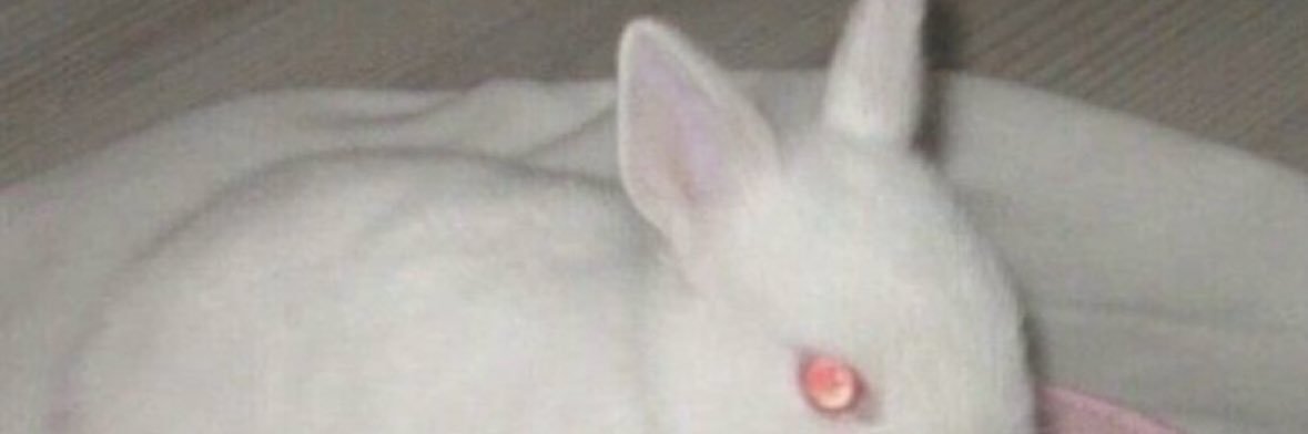 𝕽𝖆𝖇𝖇𝖎𝖙𝕸𝖆𝖌𝖎𝖈𝖐 banner