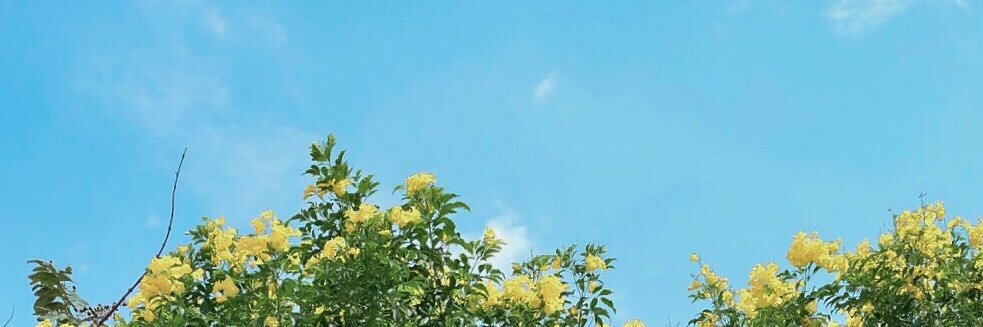 หนูชะมดชม้อยชะม้าย l l l 🧡🍊 banner
