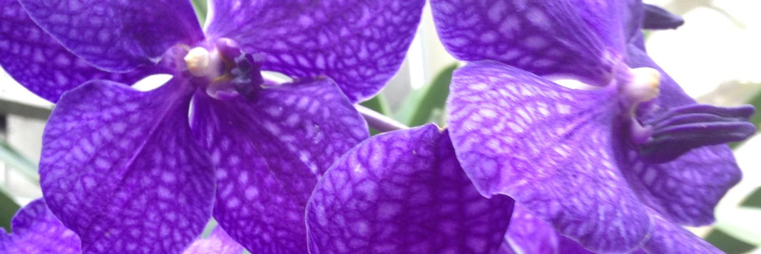 herbanflo's profile banner image
