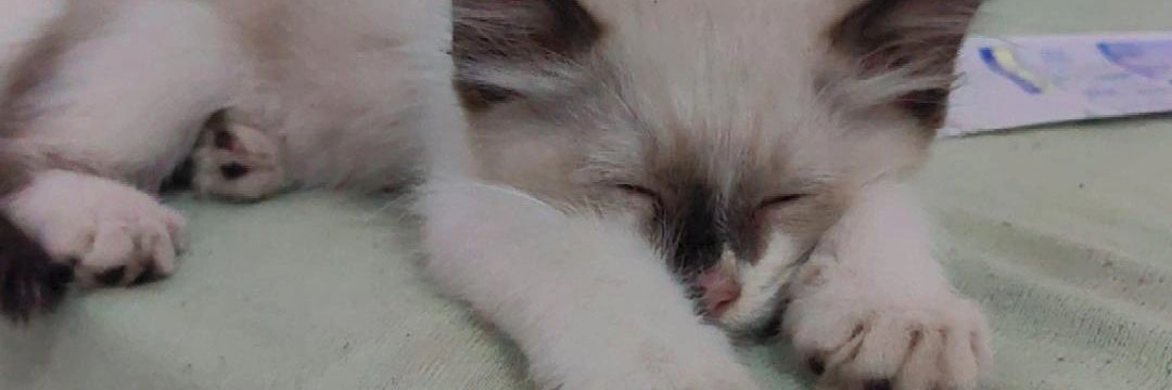 emricard's profile banner image