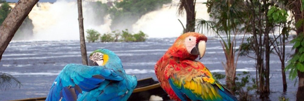 GestorVenezuela's profile banner image