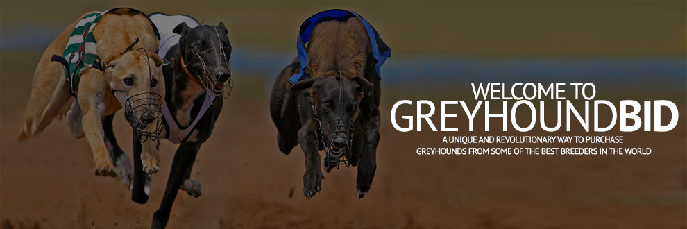 GreyhoundBid's profile banner image