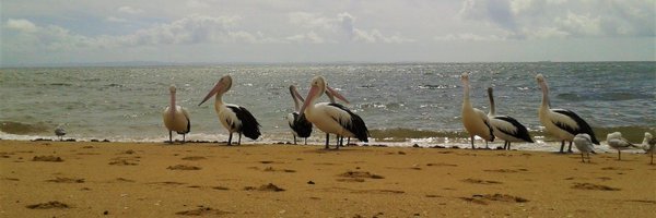 ButterflyWrite Profile Banner