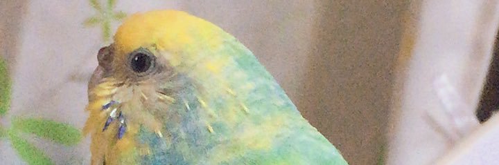 R5yuka's profile banner image