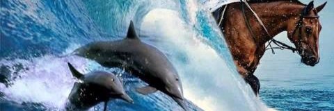 vira_pons's profile banner image