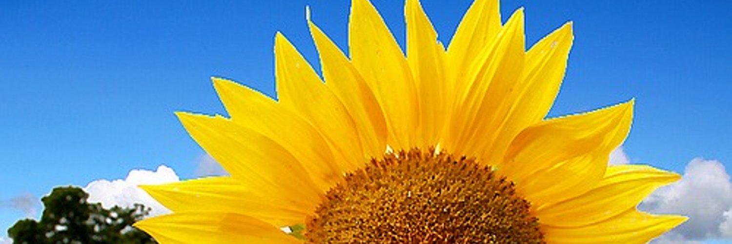 Stratton2Mary's profile banner image