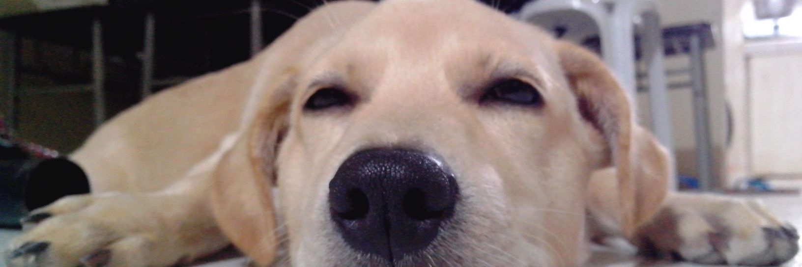 Shirleymalot's profile banner image