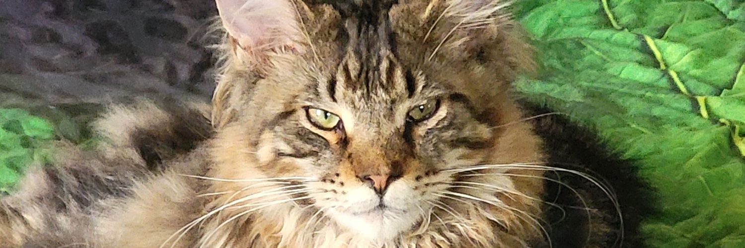 Maine Coon Cats banner