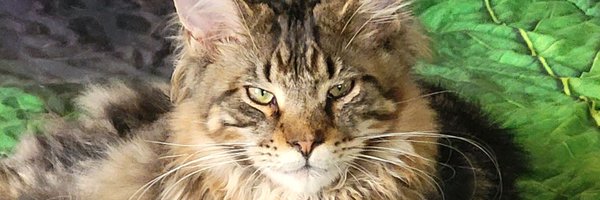 cooncatcrazy Profile Banner