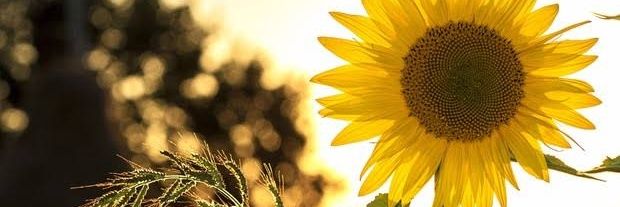 elyanedjesus's profile banner image