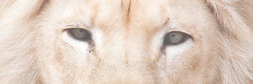 majustade's profile banner image