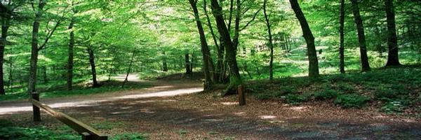 FAveyron Profile Banner