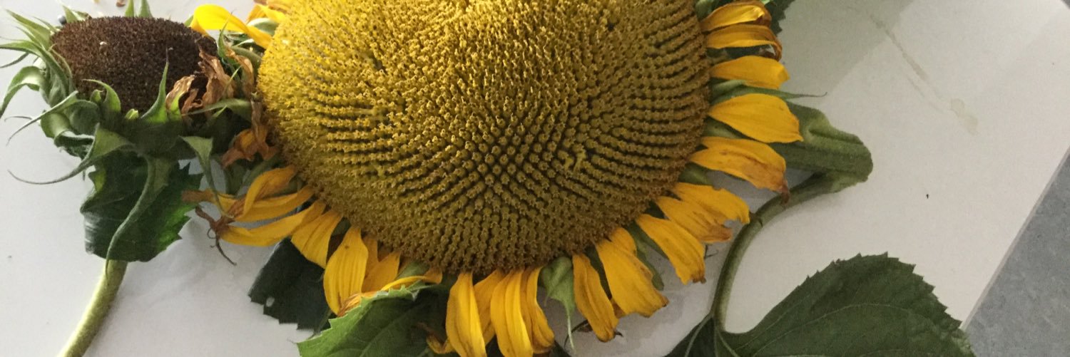 MrsWeversClass's profile banner image