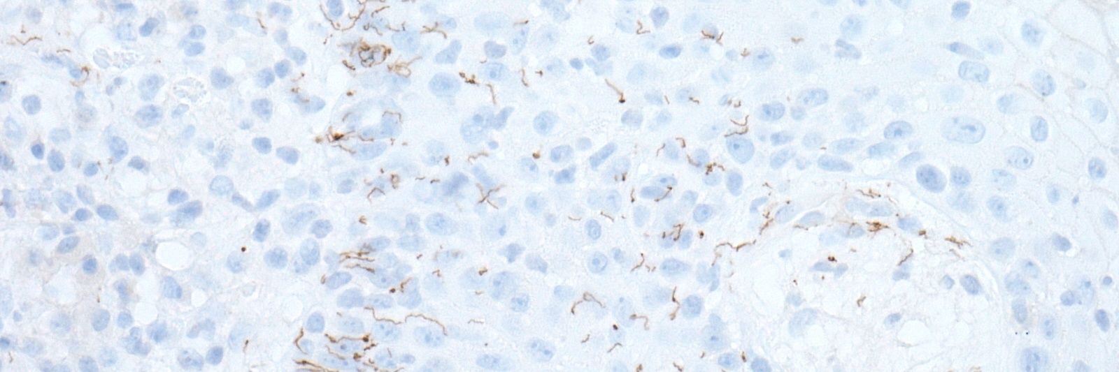 Walter Klein MD banner